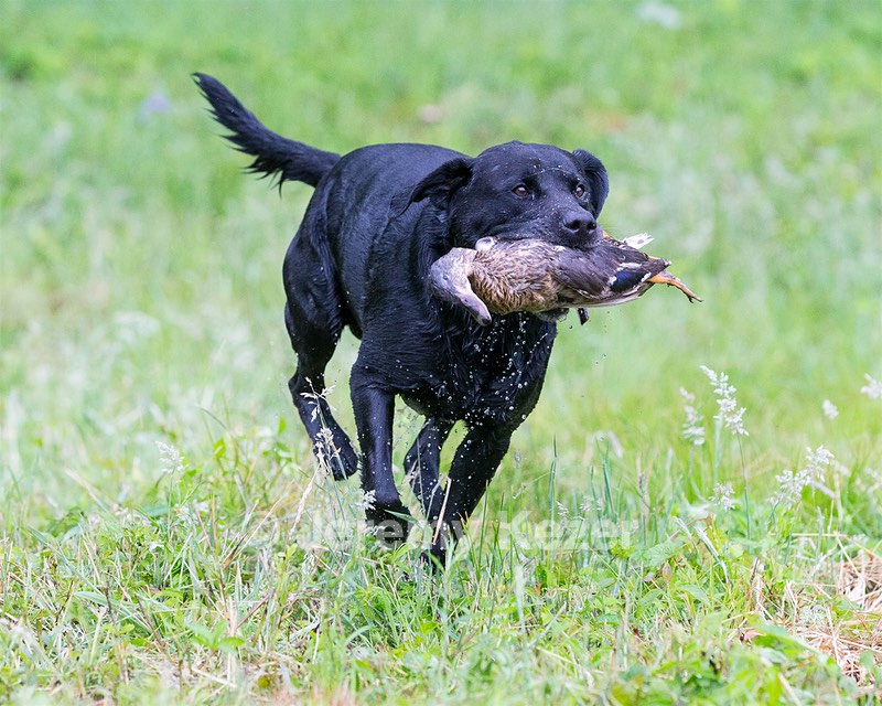 Buddy Bagley