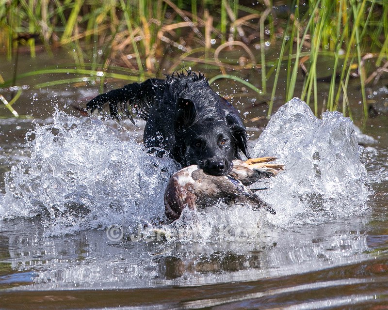 Hunter