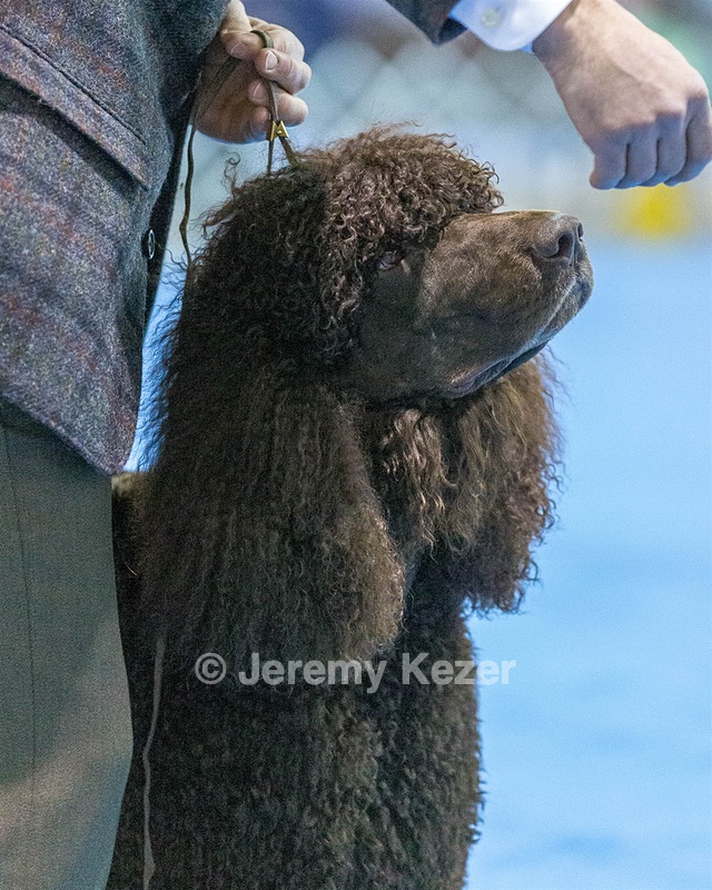 17 - GCH CH Quiet Storm My Boy's Wicked Smart  CGCA TKA (Bayes)