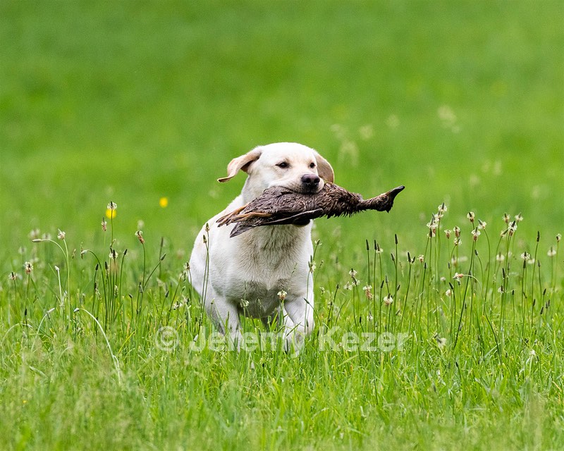 Goose