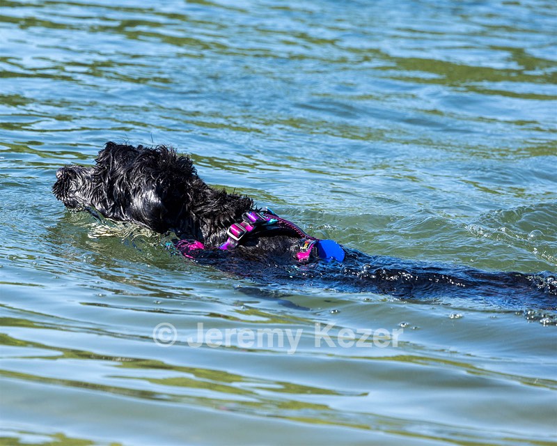 Bali Meadow