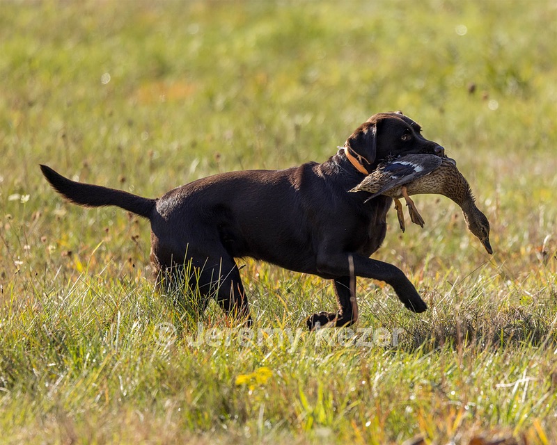 Rimfire's Spoonful of Sugar "Poppy"