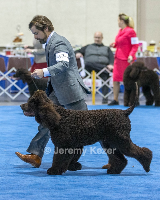 17 - GCH CH Quiet Storm My Boy's Wicked Smart  CGCA TKA (Bayes)