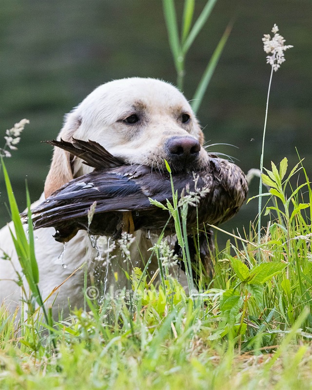 Goose