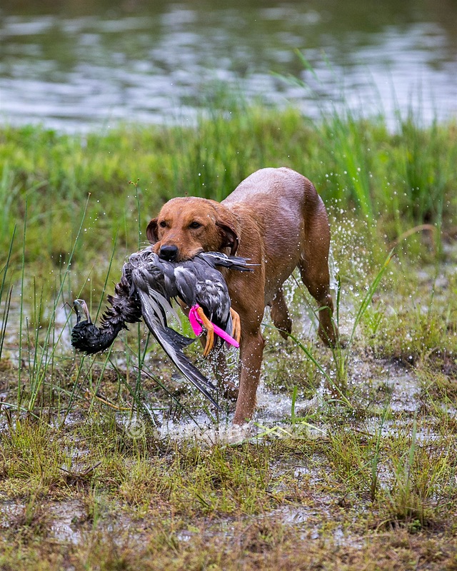 20150913-SEAW-0648.jpg