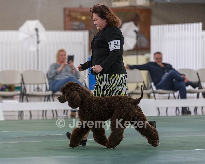54 - GCH BREKKON BEGINS WITH BEAUFIELD