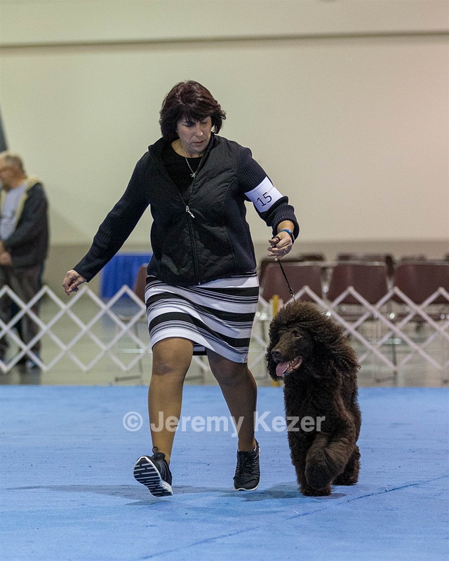 15 - GCH Am/Can CH Chantico's Shelter From the Storm Am/Can CD RN MX AJX OF DS (Reef)