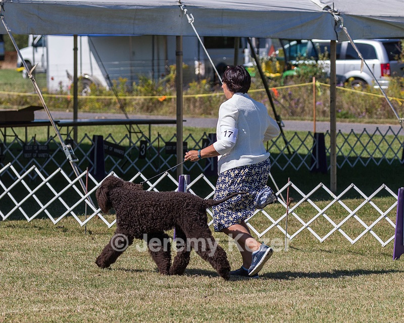 17 - GCH CHANTICO'S SHELTER FROM THE STORM RN XF MX CD RA AXJ (Reef)
