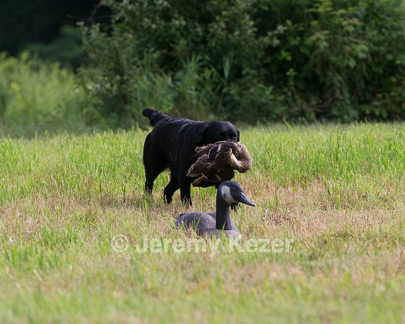 Tiffi Wolcott