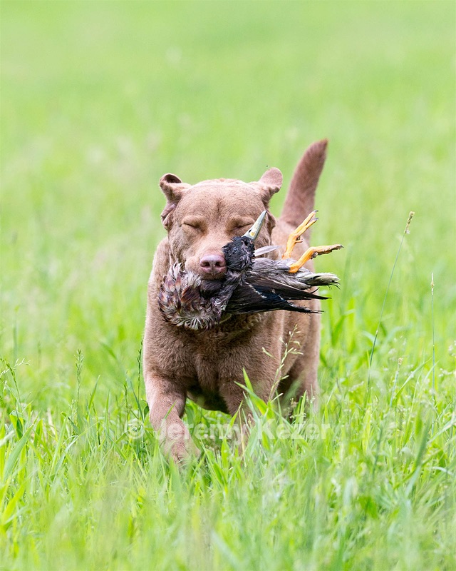 Hunter Law