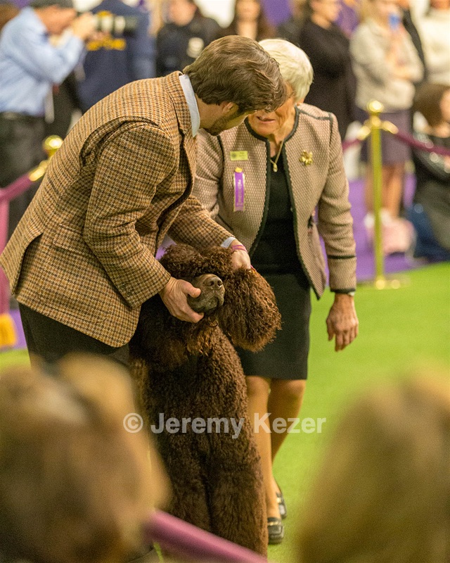 08 - GCH CH Quiet Storm My Boy's Wicked Smart CGCA TKA (Bayes)