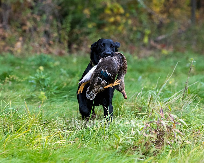 Watson