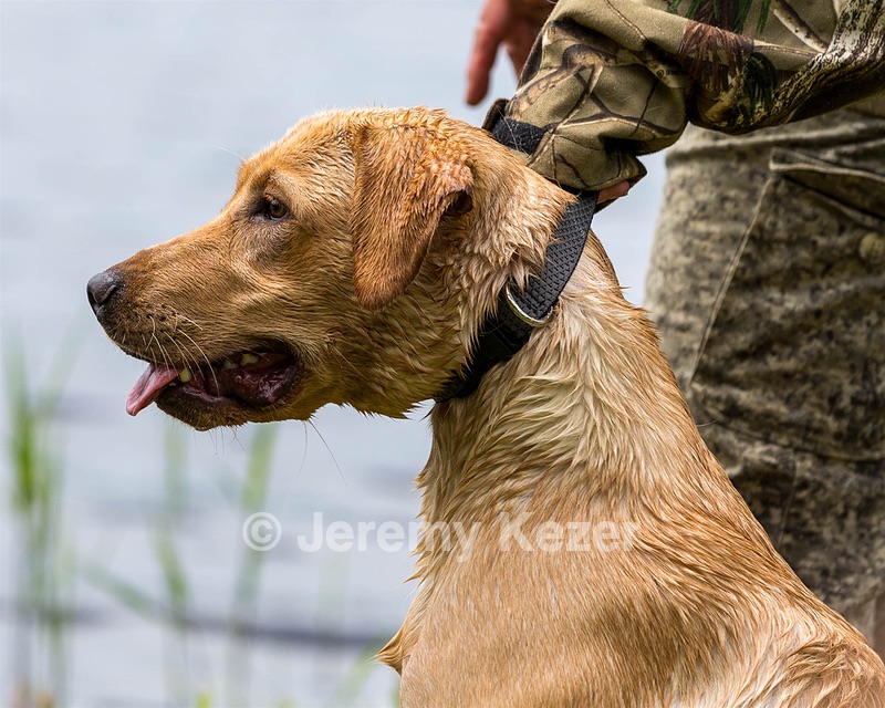 20170603-SHRW-1944.jpg