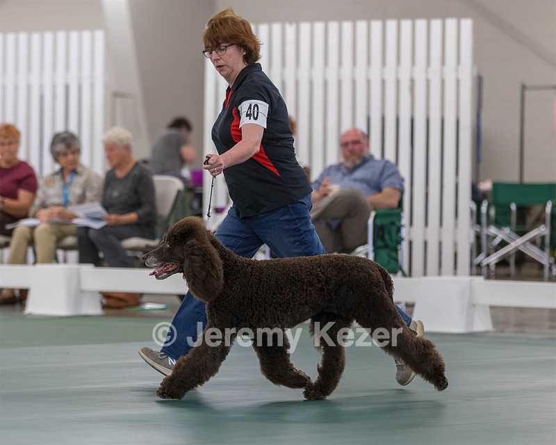 40 - GCH POOLE'S IDE BONNIE BROOK CD RE CGC (Bonnie)