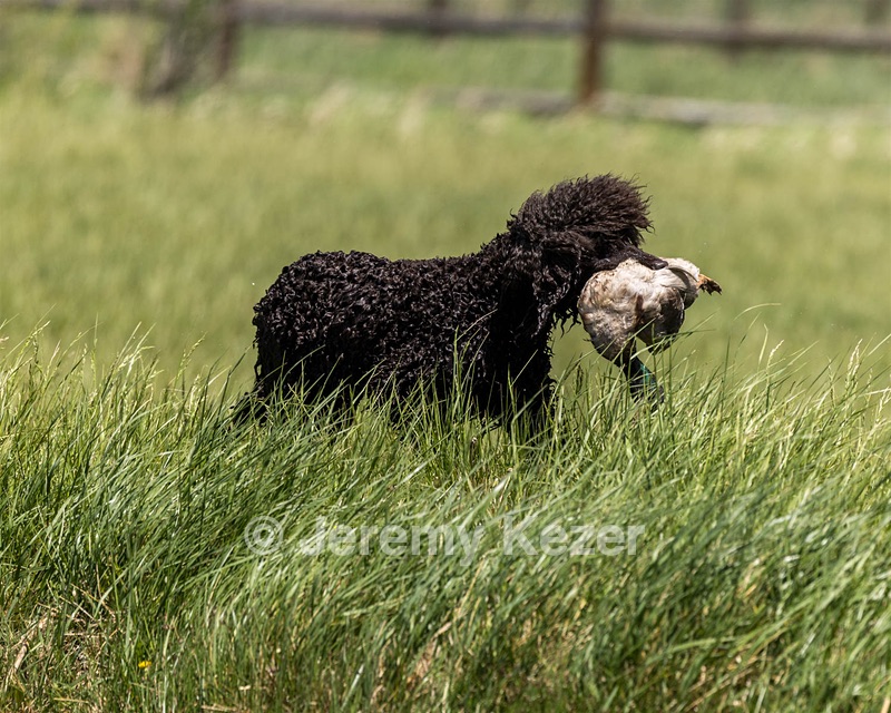 Ghillie
