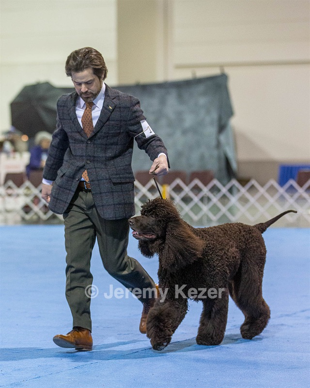 17 - GCH CH Quiet Storm My Boy's Wicked Smart  CGCA TKA (Bayes)