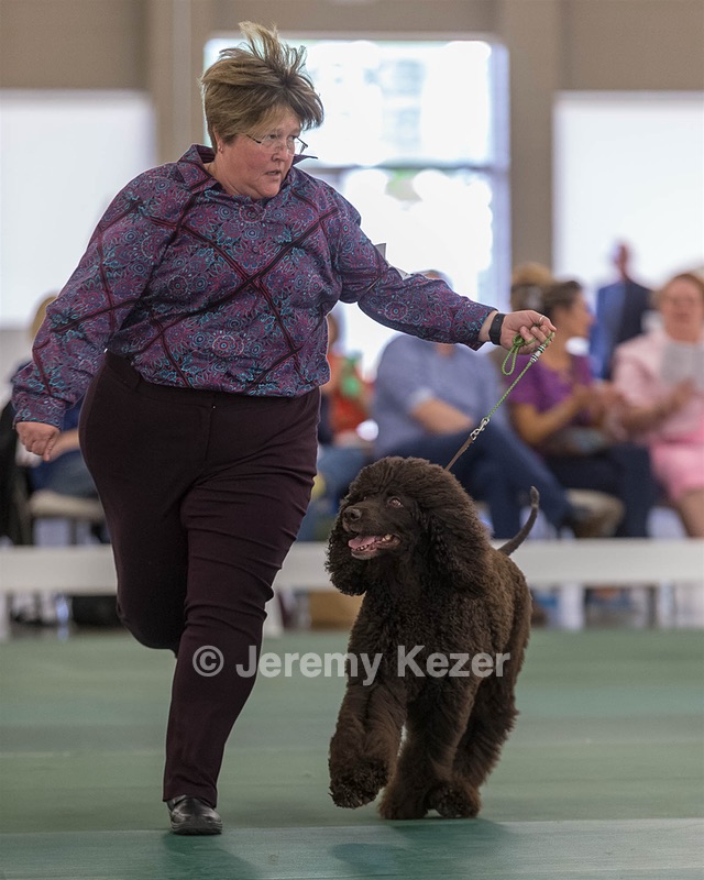 62 - GCH ALL GREEN WI' ENVY V ALPHA NORDIC CD RE DS RATN (Jade)