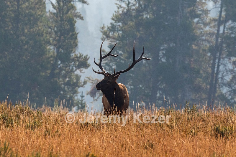Yellowstone National Park