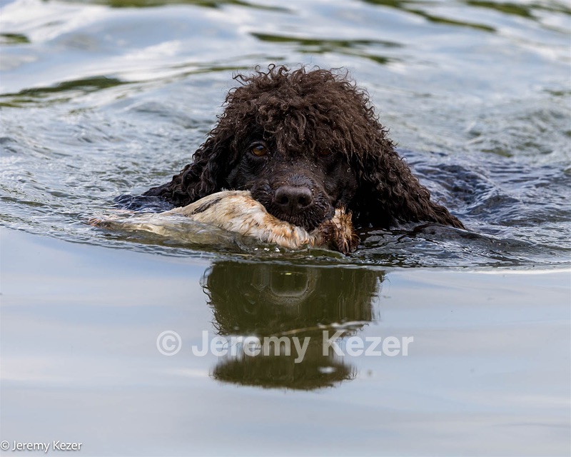 Ghillie