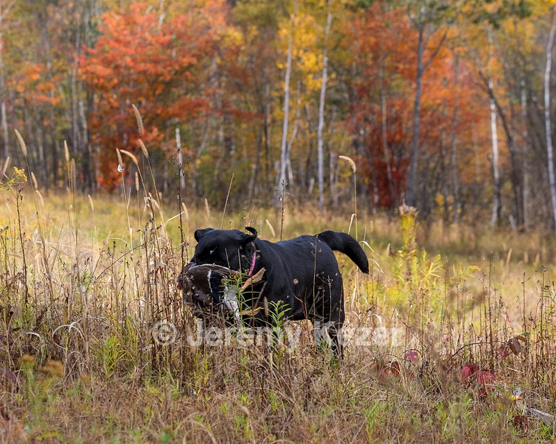 Shoreline's Dancing Girl (Sadie)