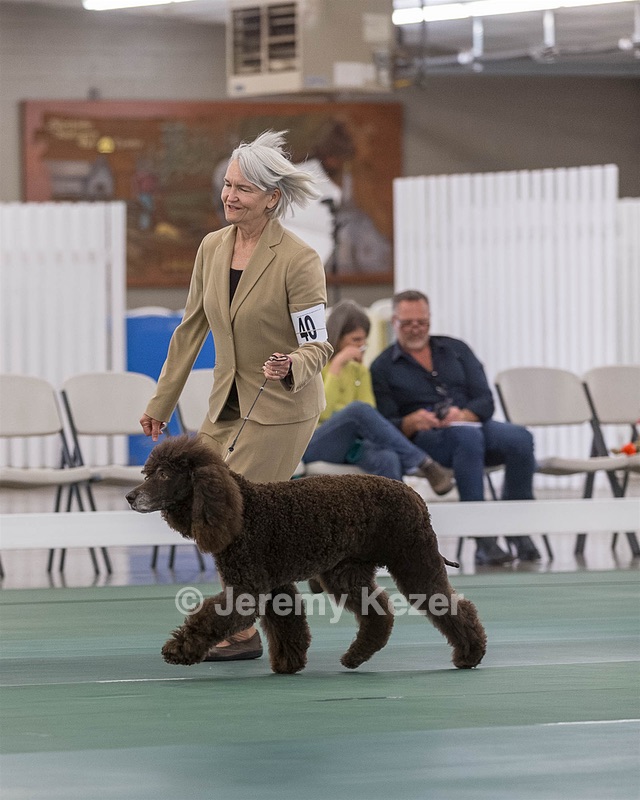 40 - GCH POOLE'S IDE BONNIE BROOK CD RE CGC (Bonnie)