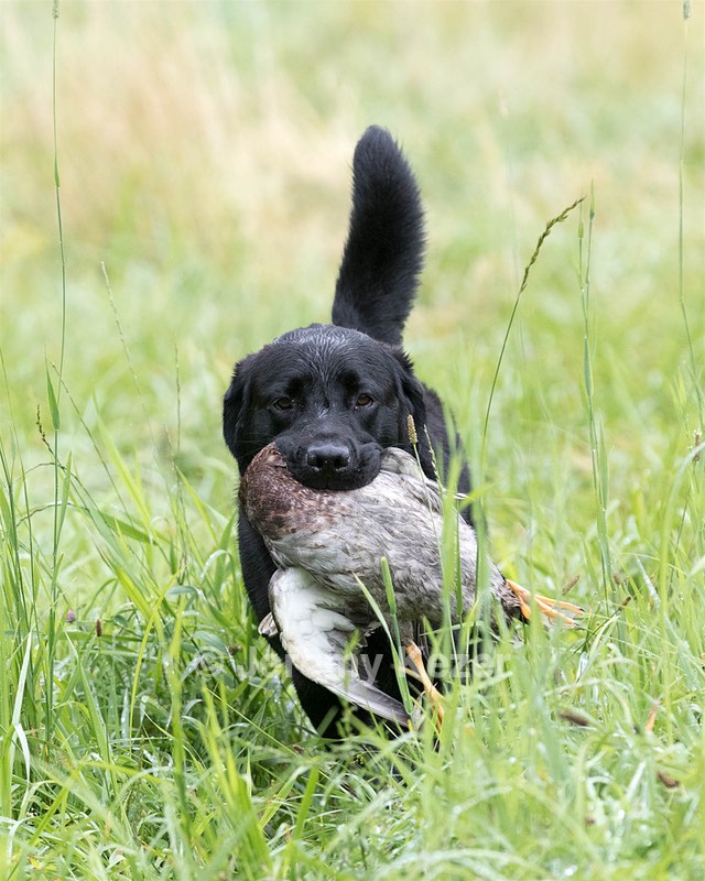 Ranger schuko