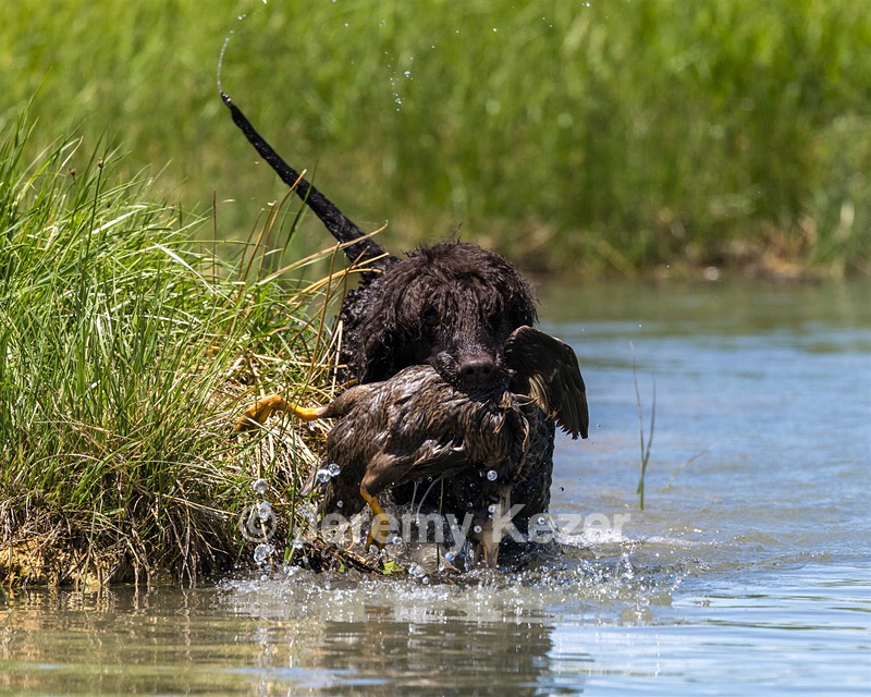 Ghillie