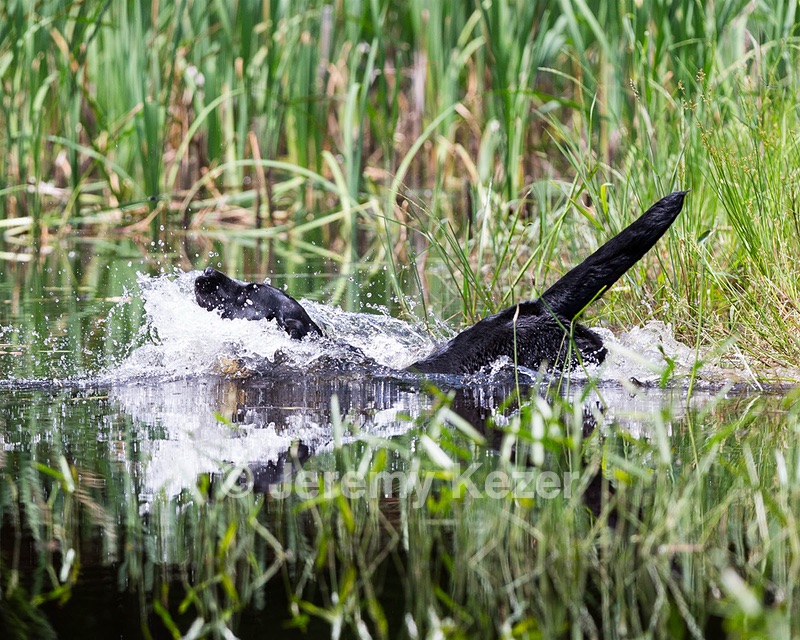 Bella Shaw