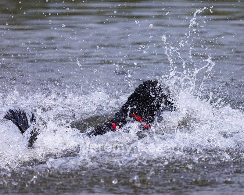 Bodhi Mayo