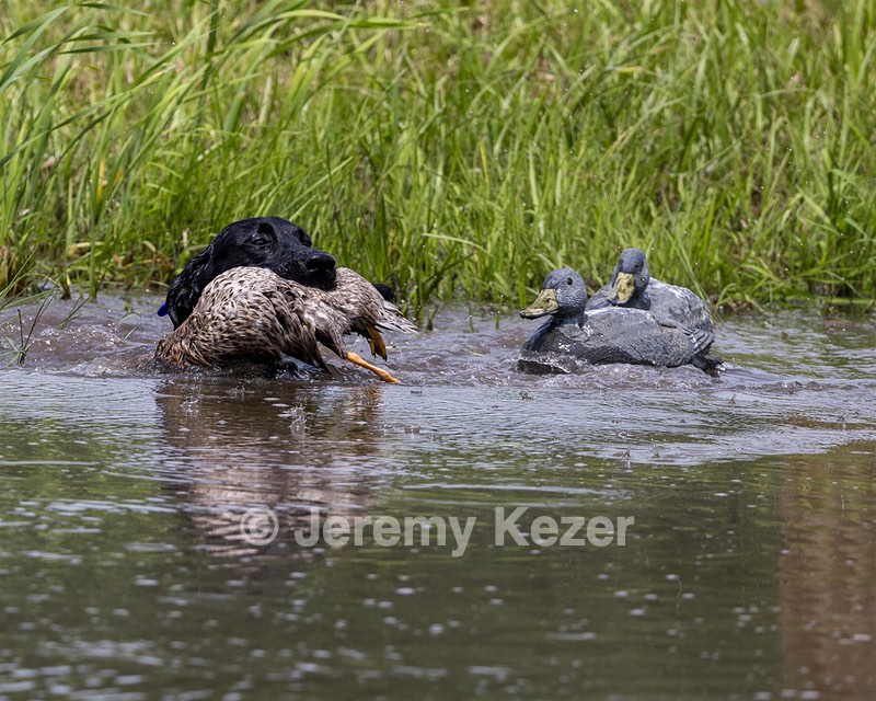 Storm Martino