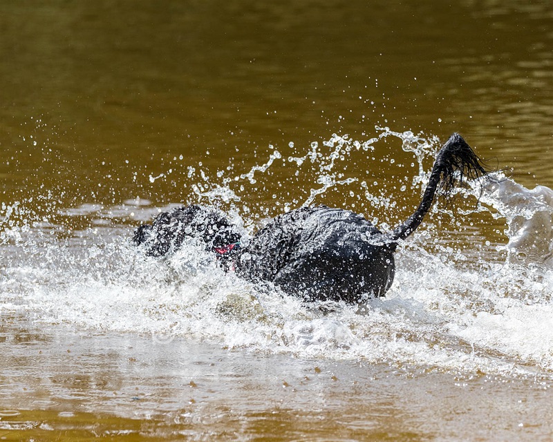 Rio Peter