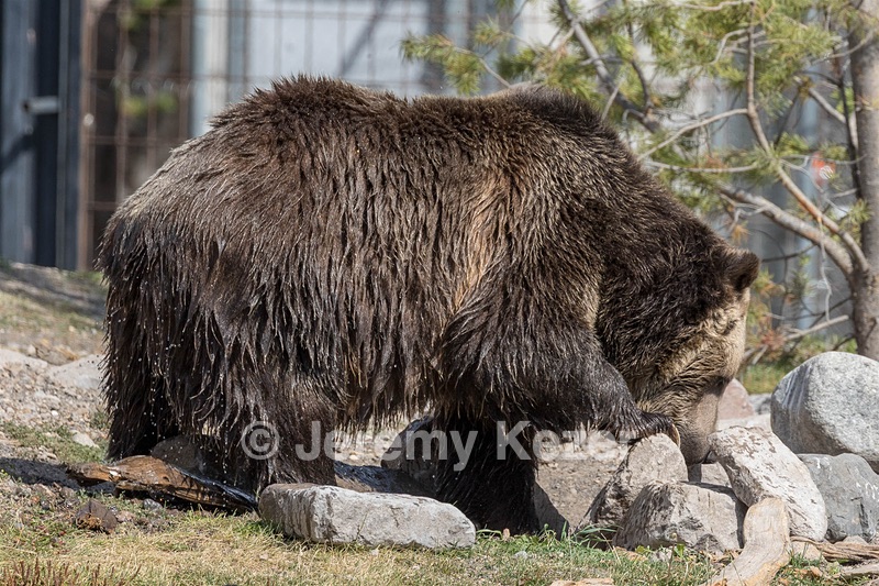 Grizzly & Wolf Discovery Center, West Yellowstone