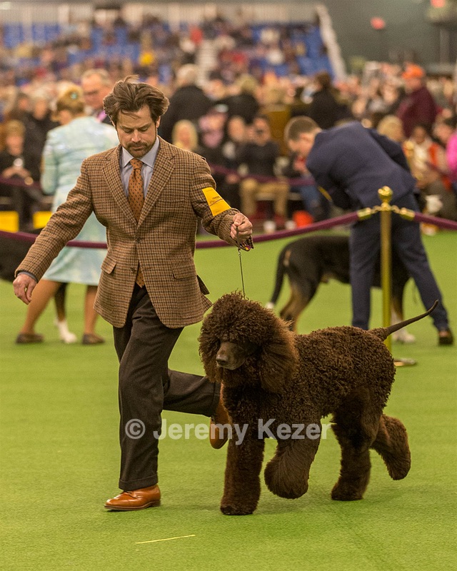08 - GCH CH Quiet Storm My Boy's Wicked Smart CGCA TKA (Bayes)