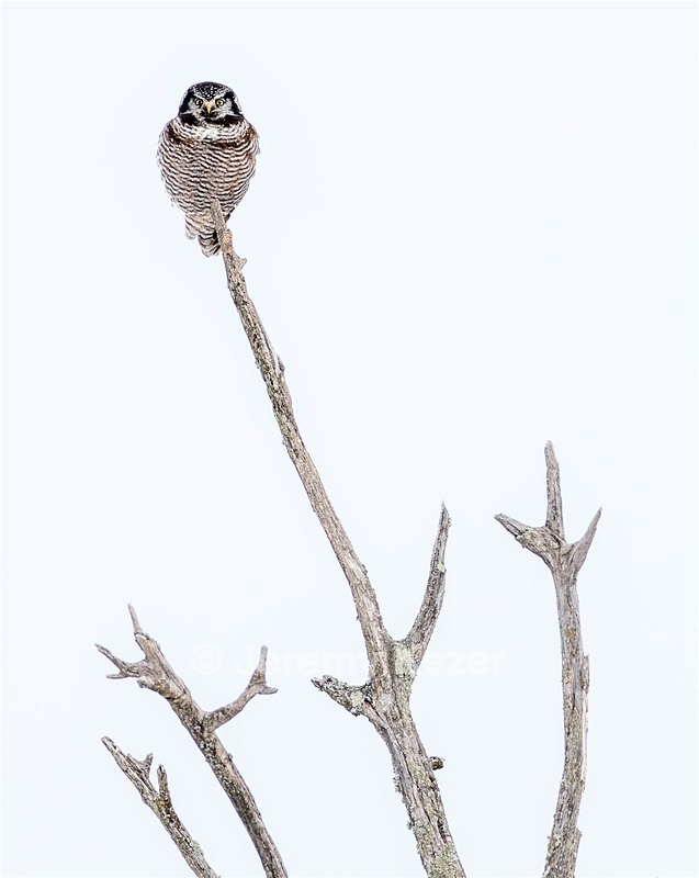 Northern Hawk Owl, Minnesota