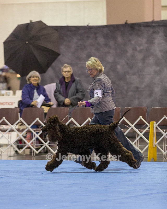 23 - GCH CH Waterboys Wet And Wild Willow (Ryder)