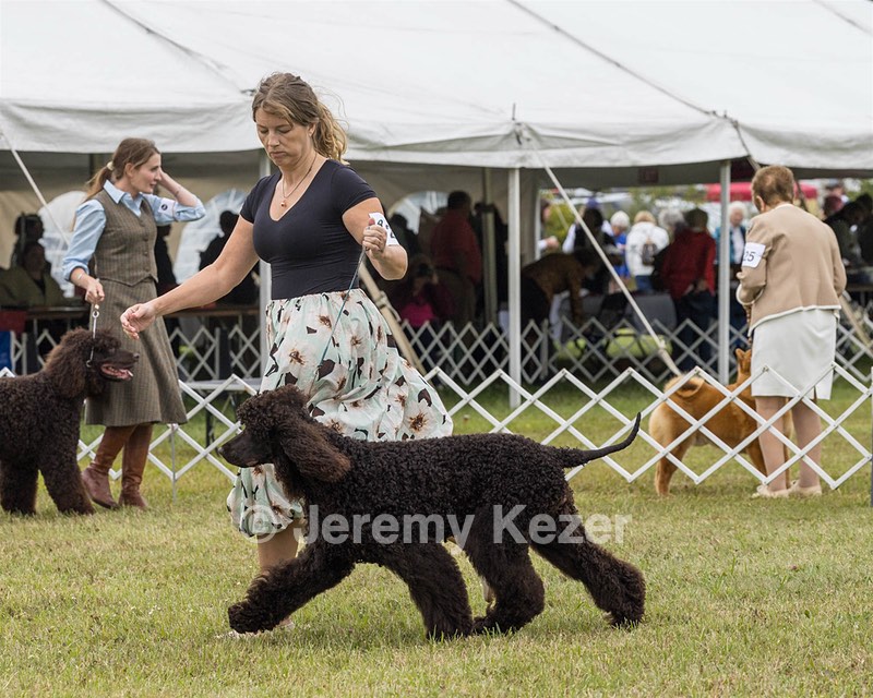 24 - POOLE'S IDE MODERN LOVE CGC (Remi)
