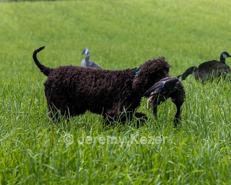 Ghillie Kezer