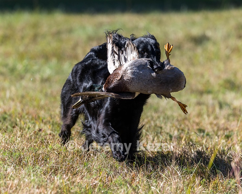 Dolly Partridge