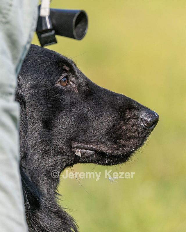 Barnaby Sarelius