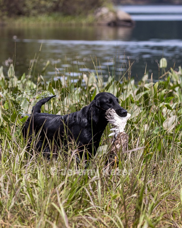 Ziva