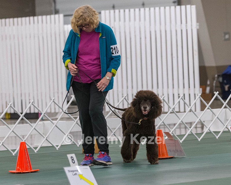 2104 - GCH ARROYO'S BEGIN THE BEGUINE AX OAJ NF (Porter)