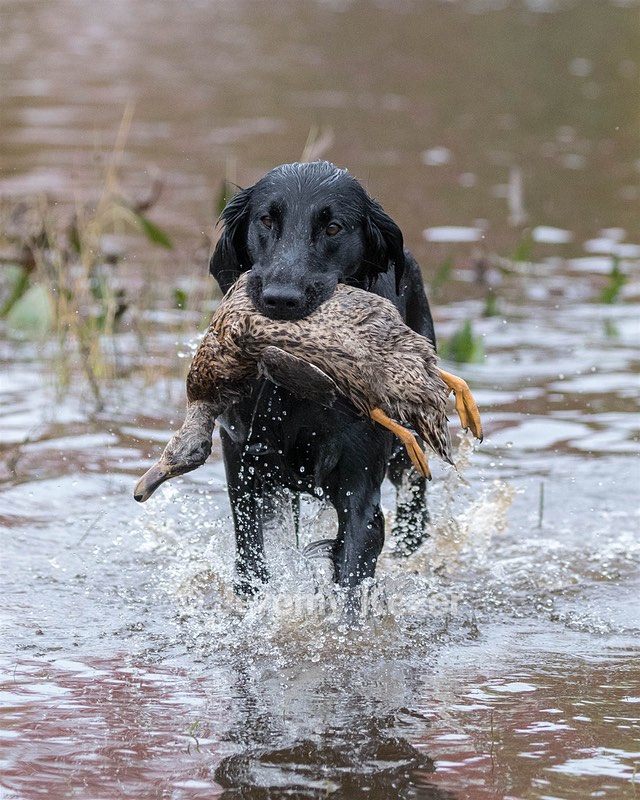 Cooper Westcot