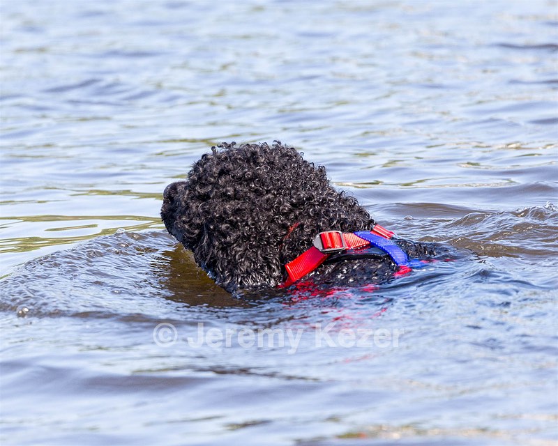 Phelps