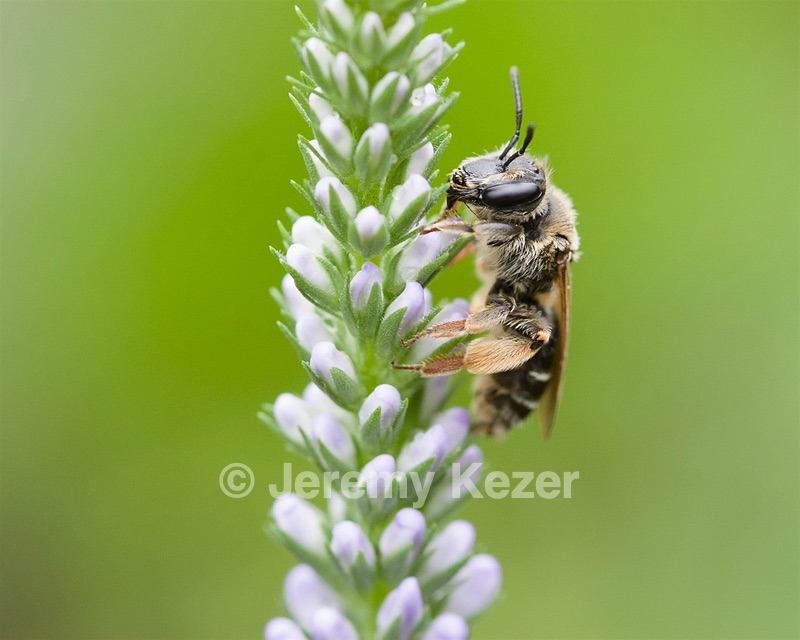 Bee, Amesbury, MA