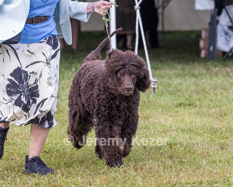07 - GCH CH CASTLEHILL'S RAMBLIN' RAFAEL O'CRISPIN BN (Rafi)