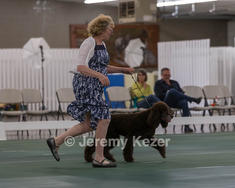 36 - GCH ARROYO'S BEGIN THE BEGUINE AX OAJ NF (Porter)