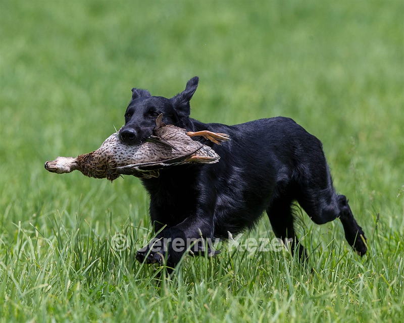 Hunter Law