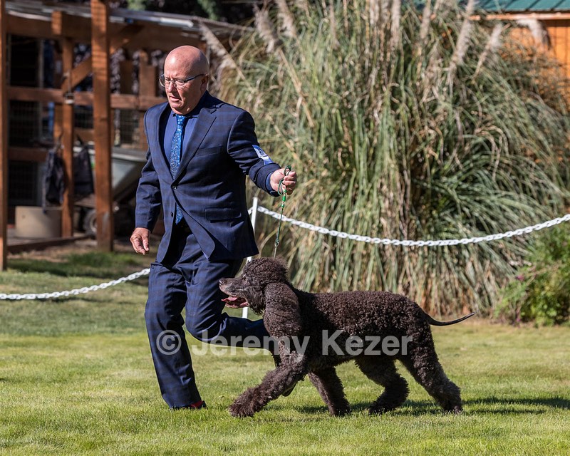24 - GCH CH BLACKTHORN'S KEEVA CROMPTON RM AX AXJ XF TKN (Keeva)