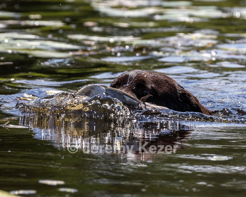 Otter Henry