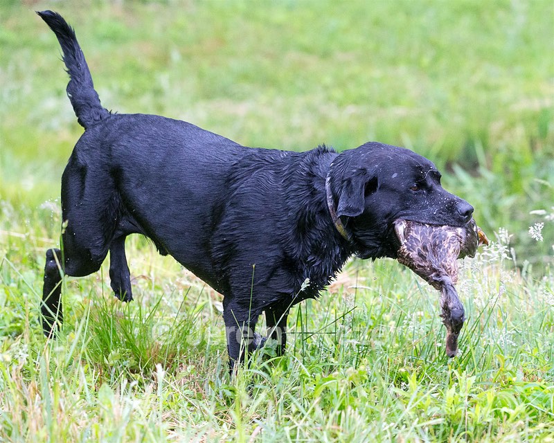 Buddy Bagley